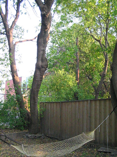fallen tree