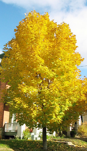 my tree