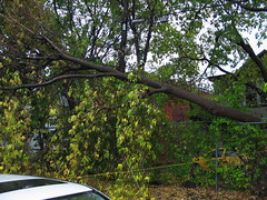 fallen tree