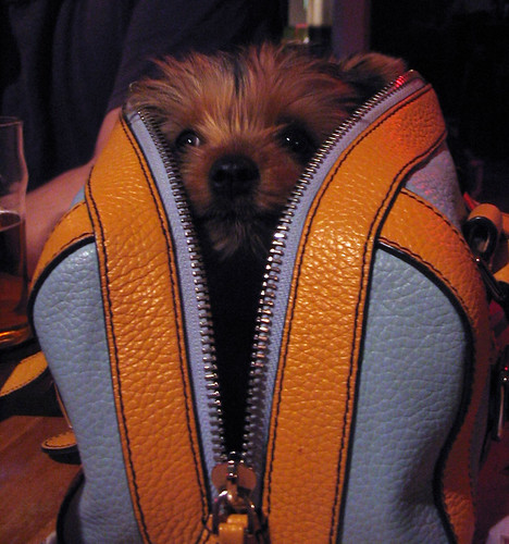 pup in prada