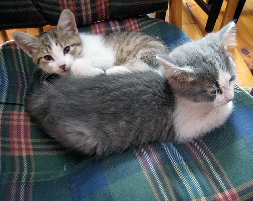 they sleep all day